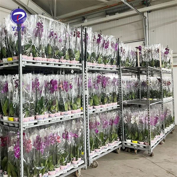 Cvjetna kolica Rasadnik